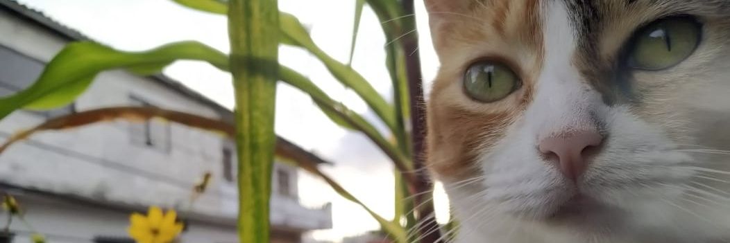 Limon sonriente banner