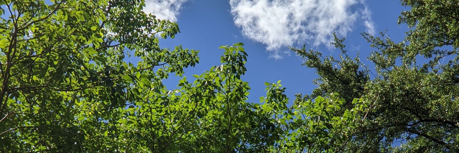 𝗠𝗼𝗻𝘁 🦋 banner