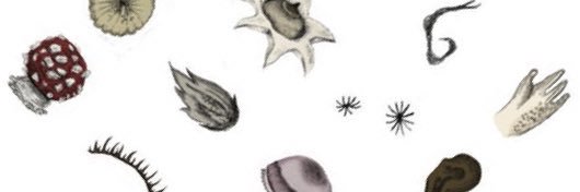 anyahillus 𖦹 banner