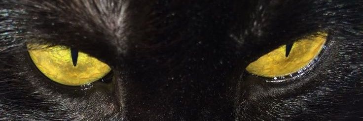 afiadasafada's profile banner image