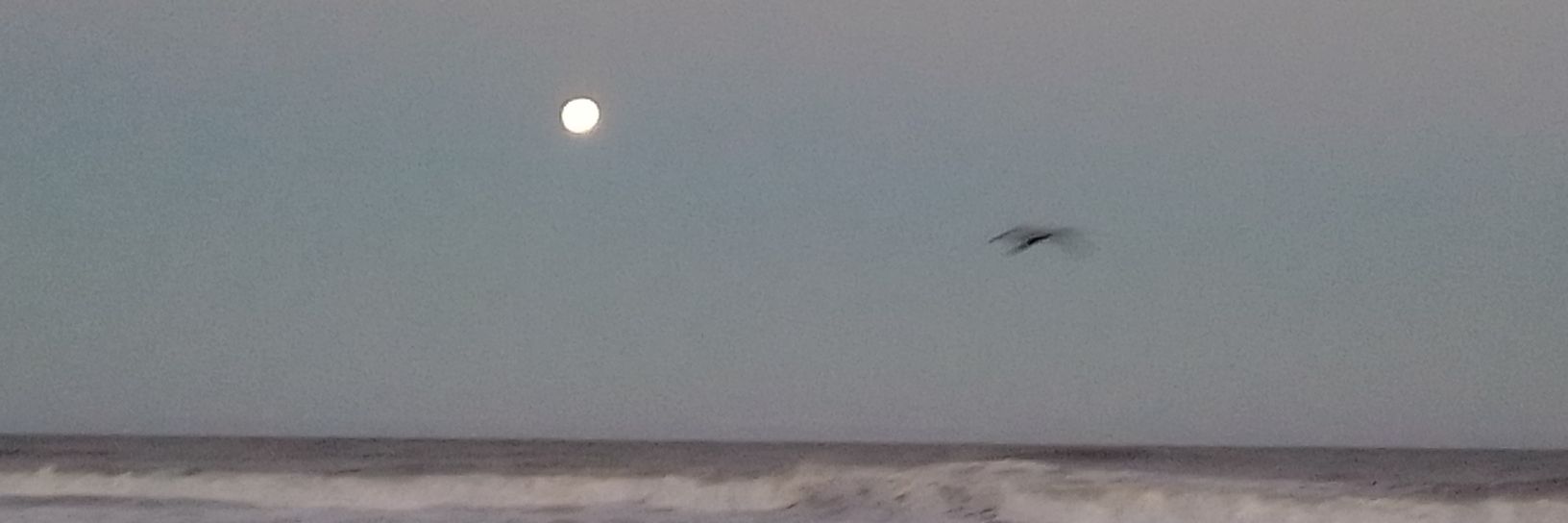 IlluminaTIRonnie pt 2 banner