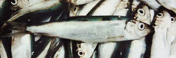 PekkaFool Profile Banner