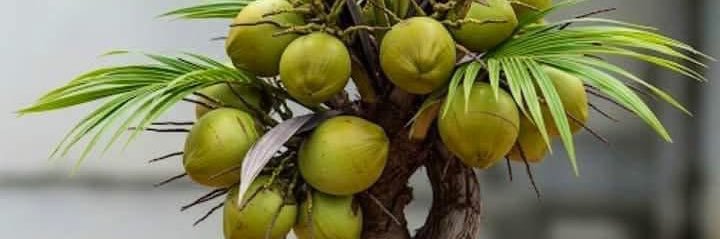 nguyenchaupha39's profile banner image