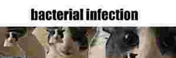 SoggerBot Profile Banner