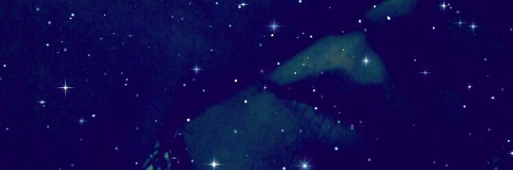 sweetari's profile banner image