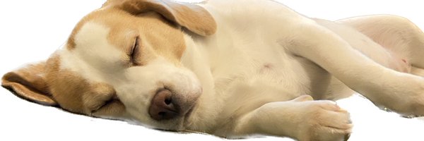 beagle_remo Profile Banner