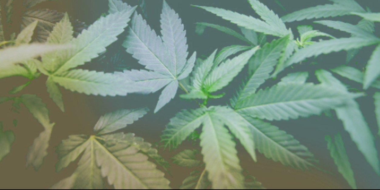 BecauseWereHigh's profile banner image