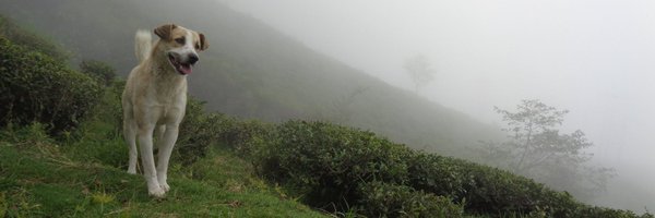 AnamitraRoy14 Profile Banner