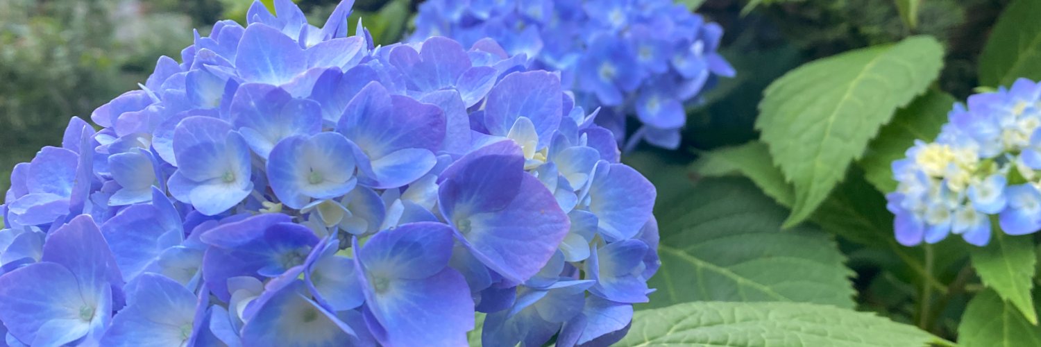 Kalisse thee Scientist banner