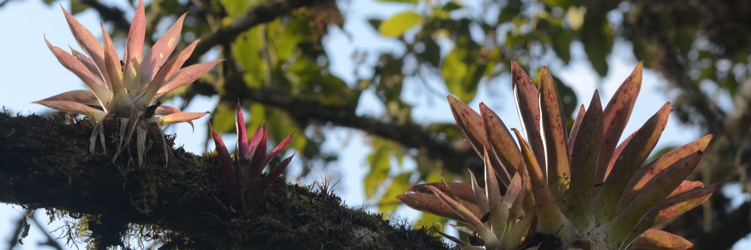 Dimitri Selibas banner