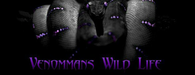 venomman20's profile banner image