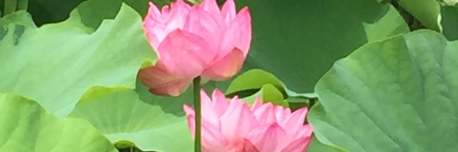 kimu_yoshi's profile banner image