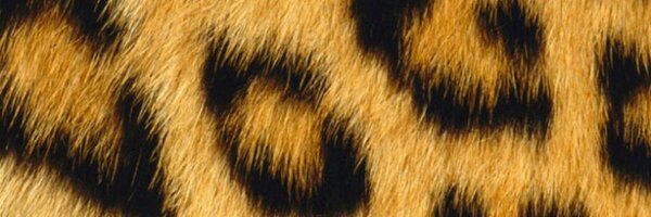 chocolatebiskit Profile Banner
