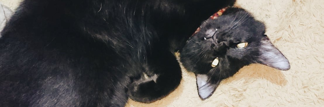 shnysss's profile banner image