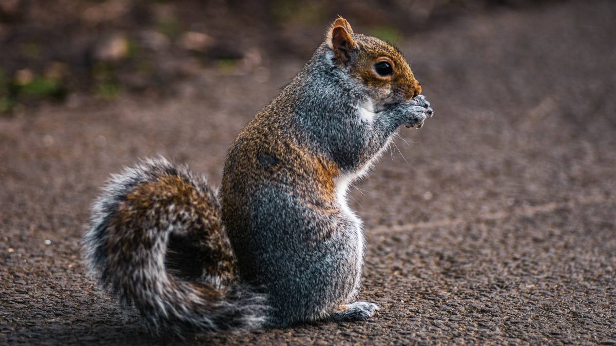 Gary ❤️ Memecoin banner