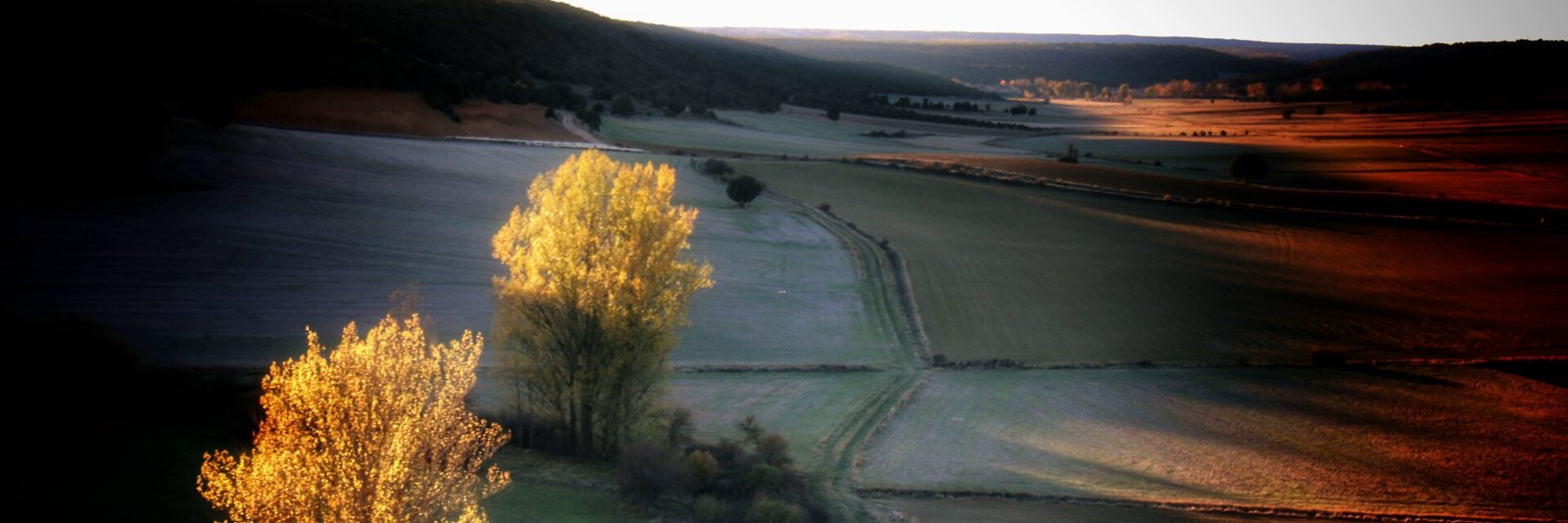 Joseaperez banner