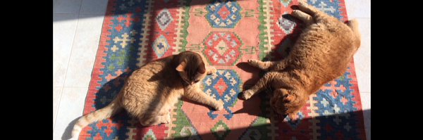 JessNyznik Profile Banner