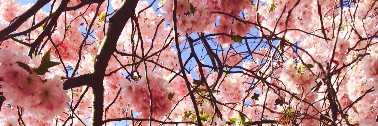 flybird111's profile banner image