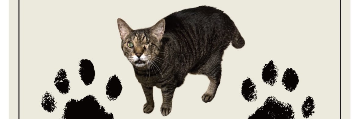 の〜こっち😾's banner