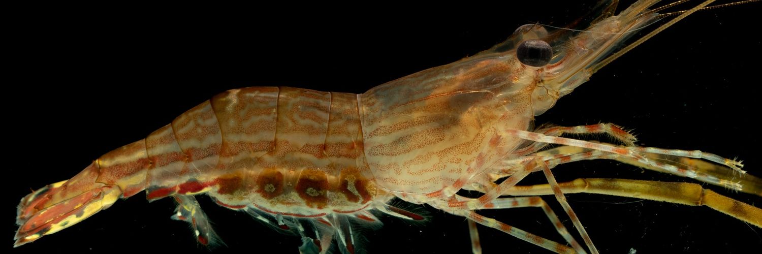 Maclean Antony Santos banner