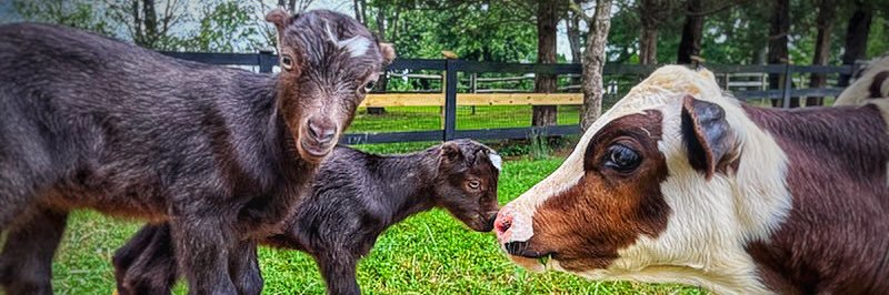 Rosie’s Farm Sanctuary banner