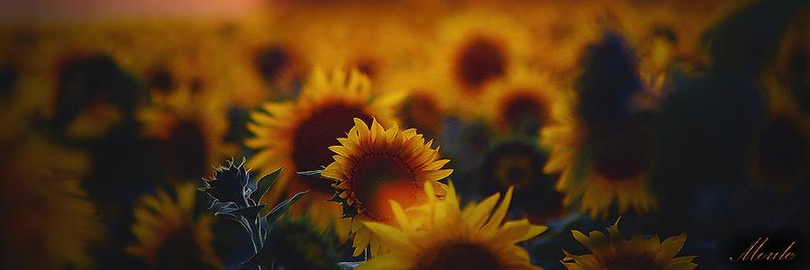 _BeautyForDays's profile banner image