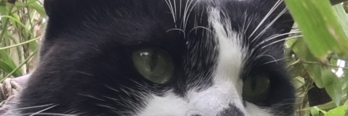 merttoraman08's profile banner image