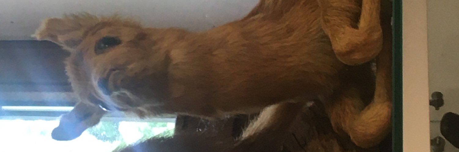 DeertaxidermyFTW banner