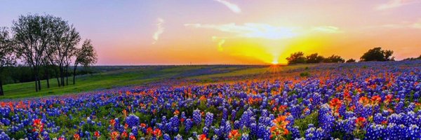 AnthonyAlanis01 Profile Banner