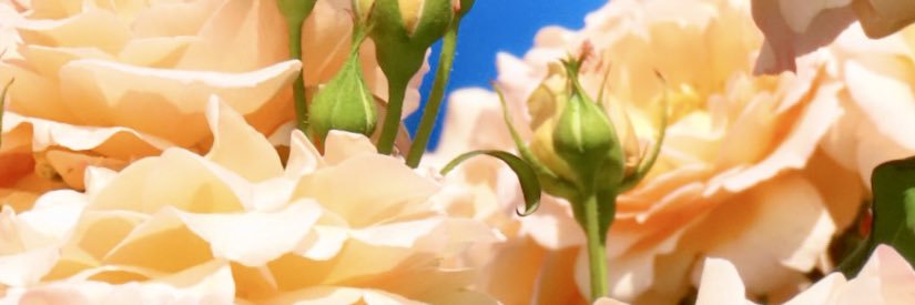 あんとも banner