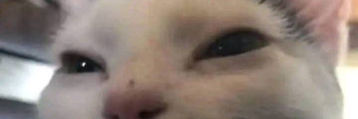 Ronner banner