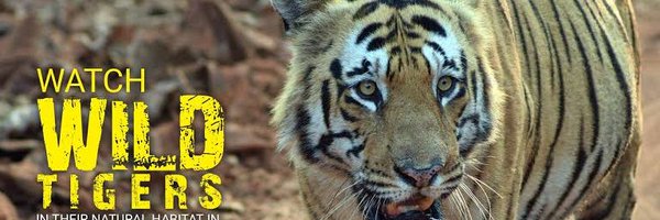 TADOBAWILDLIFE Profile Banner