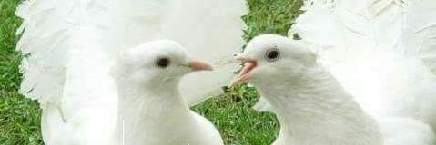 اهلاوي ملكي راقي نخبوي banner
