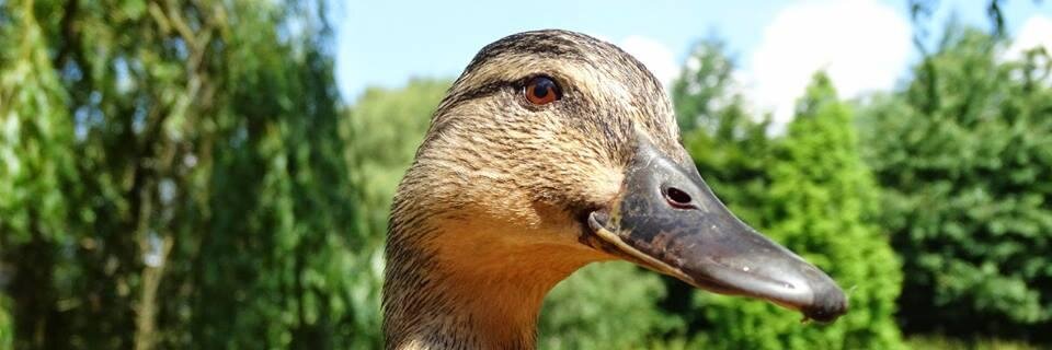 Liseyduck's profile banner image