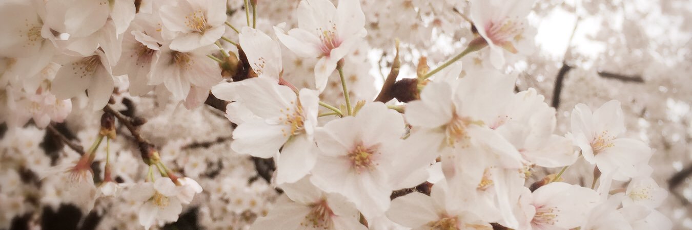 ayanerin's profile banner image