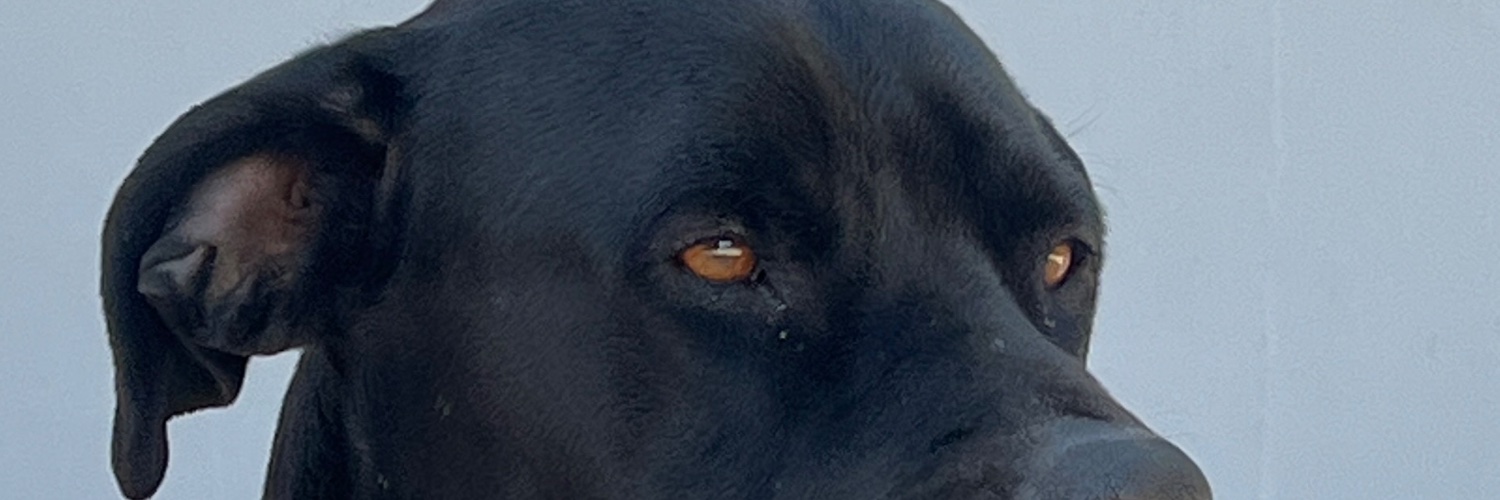 Queensa11790461's profile banner image