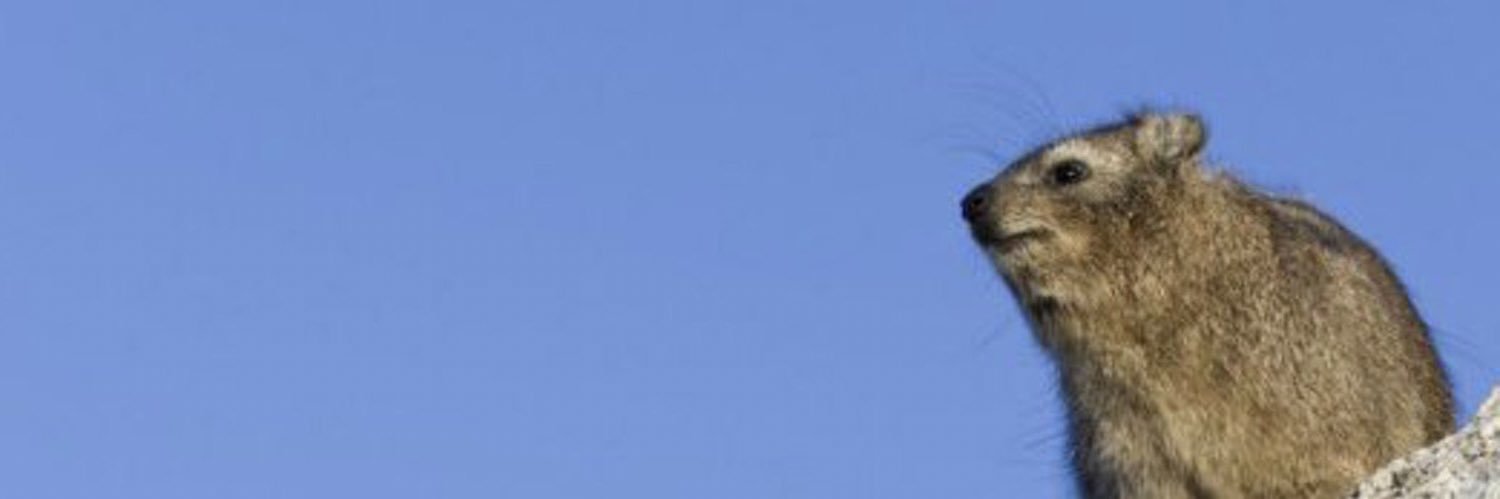 사철쑥 banner