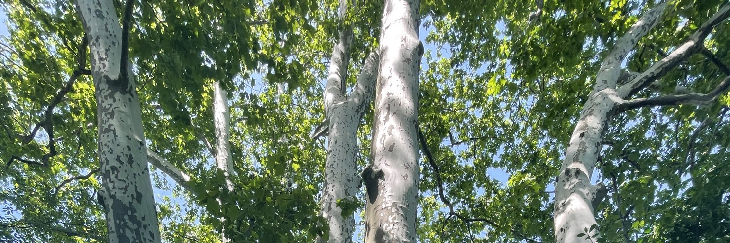 anna frenkel 〰️ banner