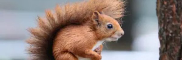 squirrel_man Profile Banner