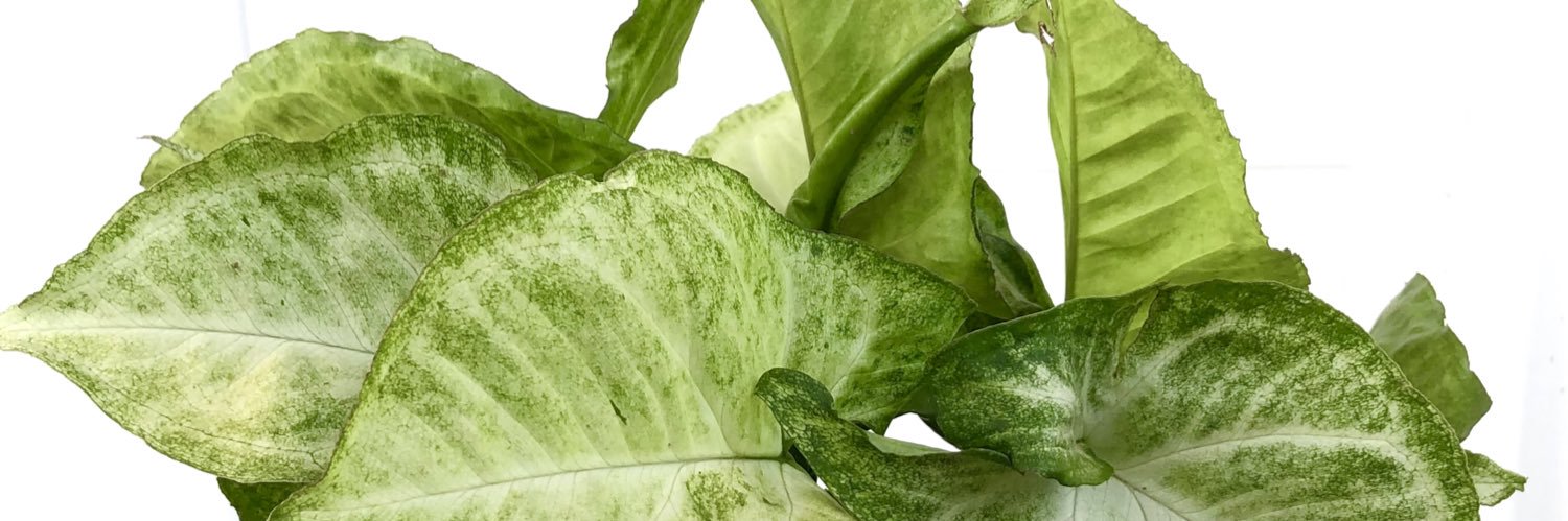 The PlantingCo Nigeria banner