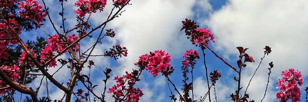 lisaeckstein Profile Banner