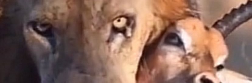 Daquan Ginyard banner