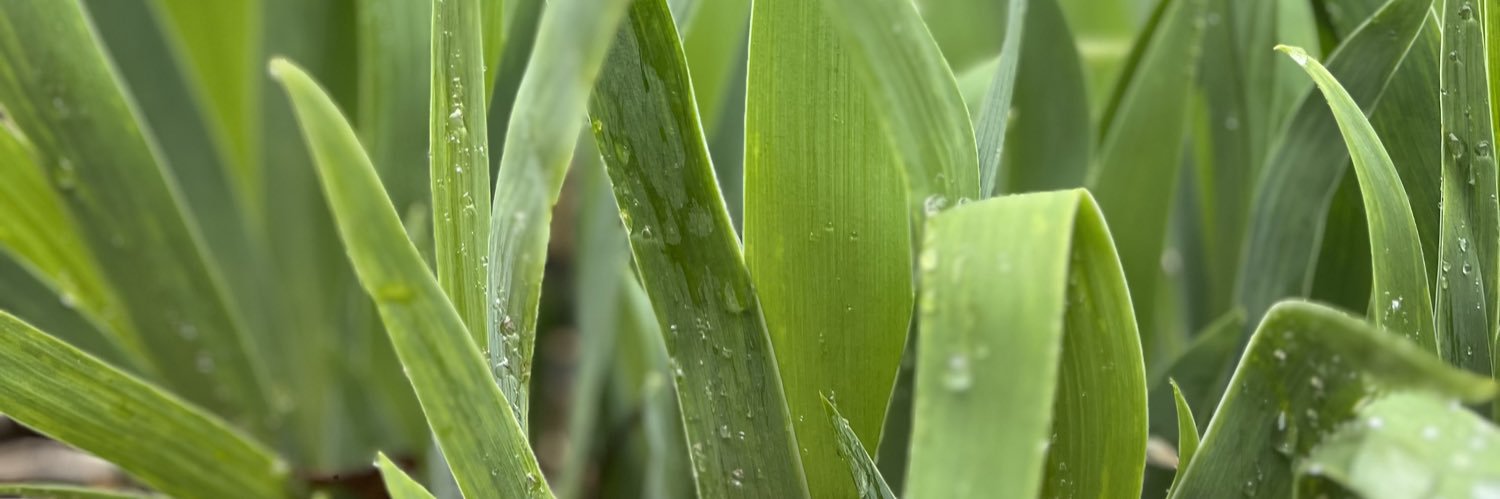 Daniela Pittiglio banner
