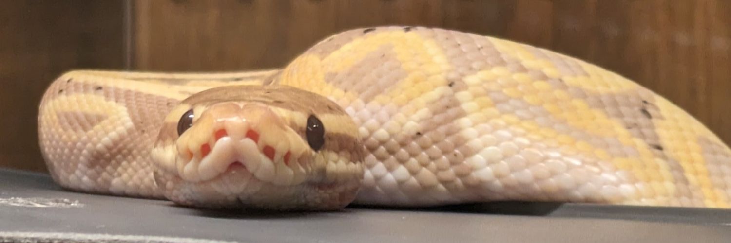 RRpython96's profile banner image