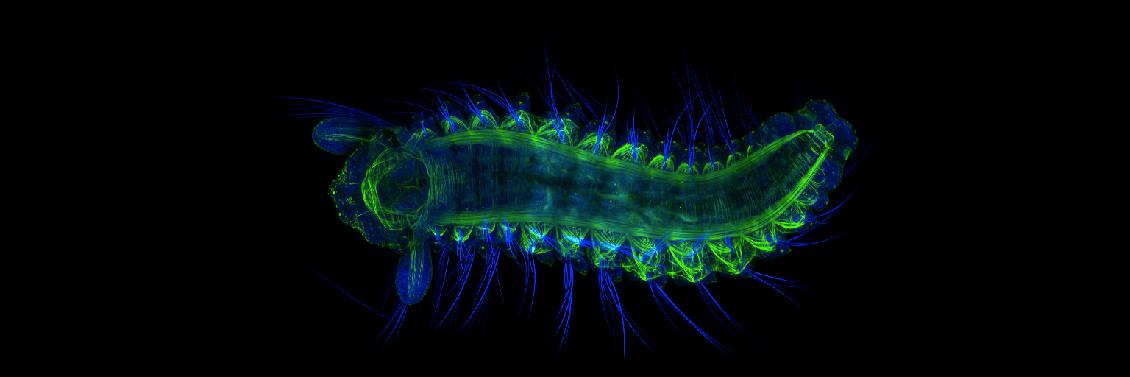BiologyUsfca's profile banner image