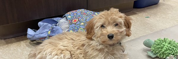 ColleenVogelATC Profile Banner