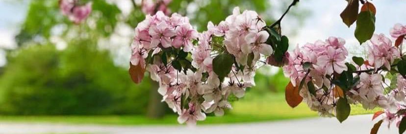 🌸Leah🌸 banner