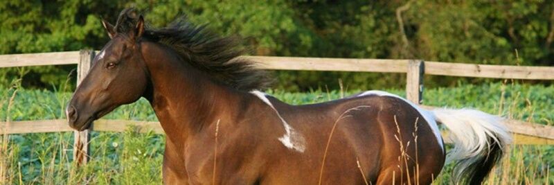 AnnieOakley18 banner