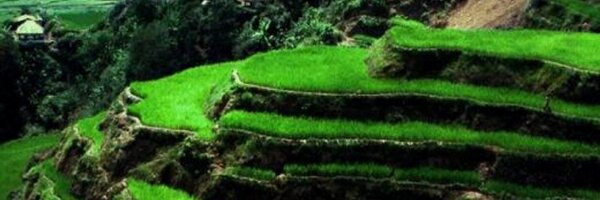 melinanggraeni Profile Banner