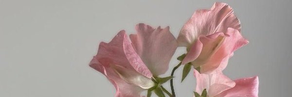 Midnightrose162 Profile Banner